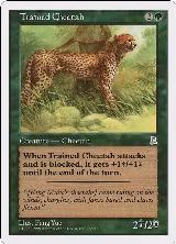 Trained Cheetah (155) — card price