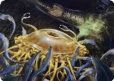 Flumph Art Card (12) — card price
