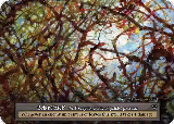 Briar Patch (Foil) — card price